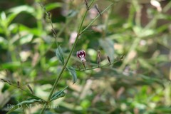 Andrographis paniculata